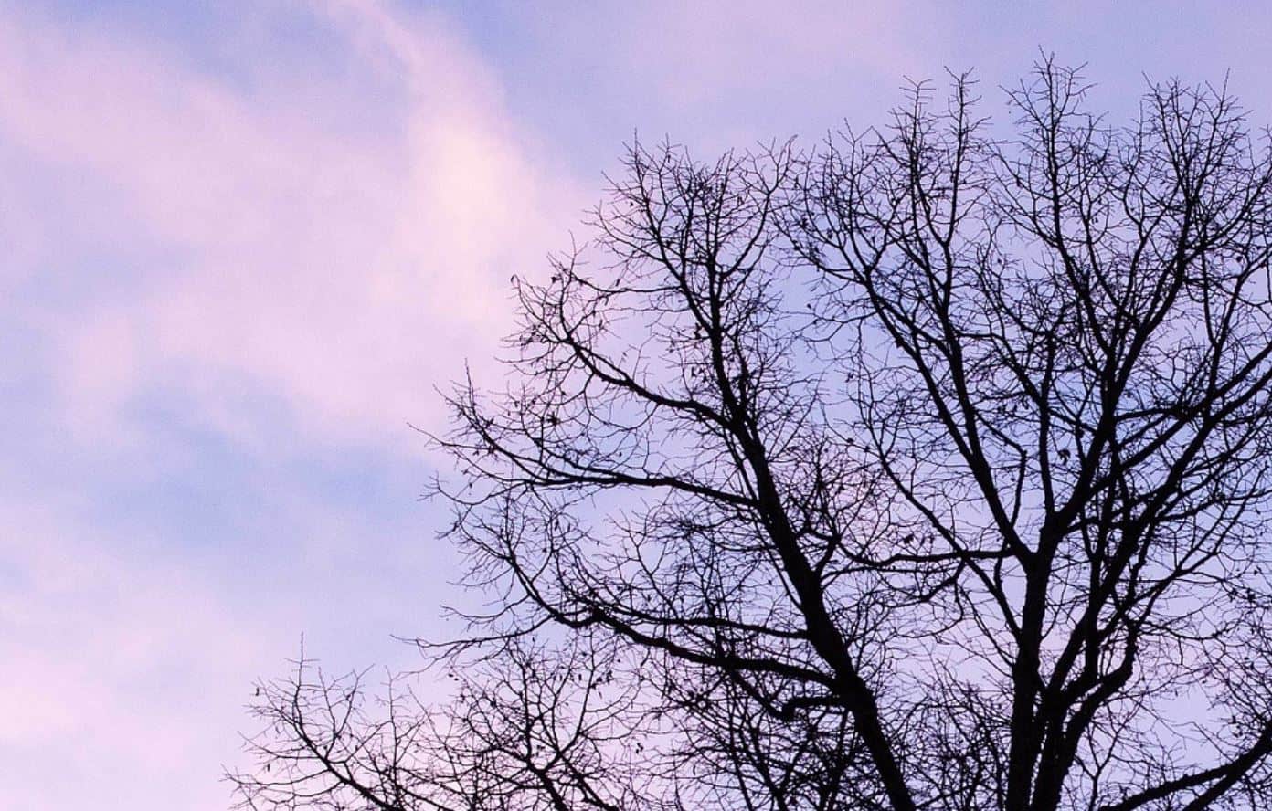 Linde mit kahlem Geäst vor winterlichem Himmel