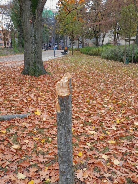 der Stumpf eines abgesägten Baums inmitten von Herbstlaub