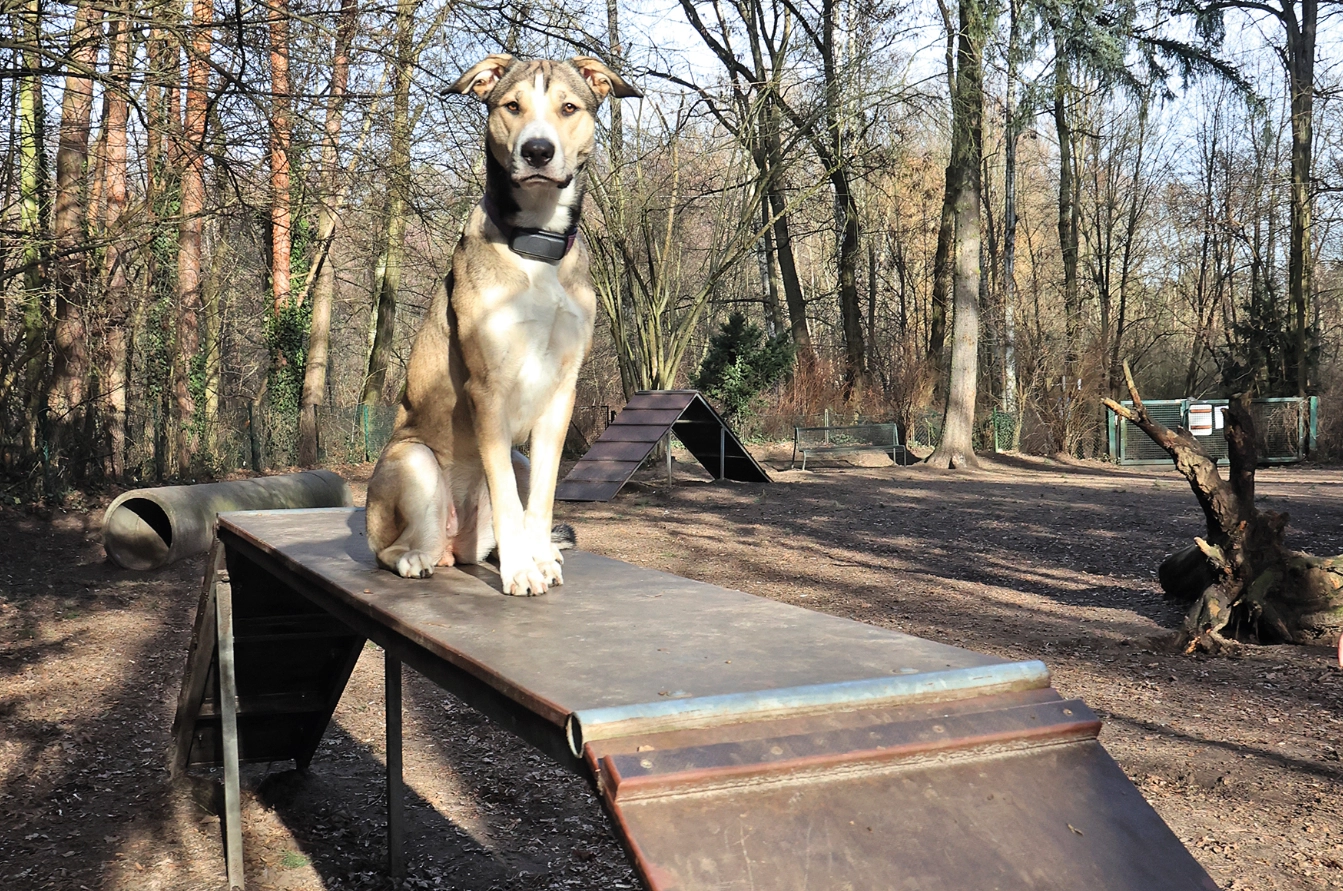 Hund sitzt auf einem Übungsgerät auf dem Hundegarten am Steinbergpark