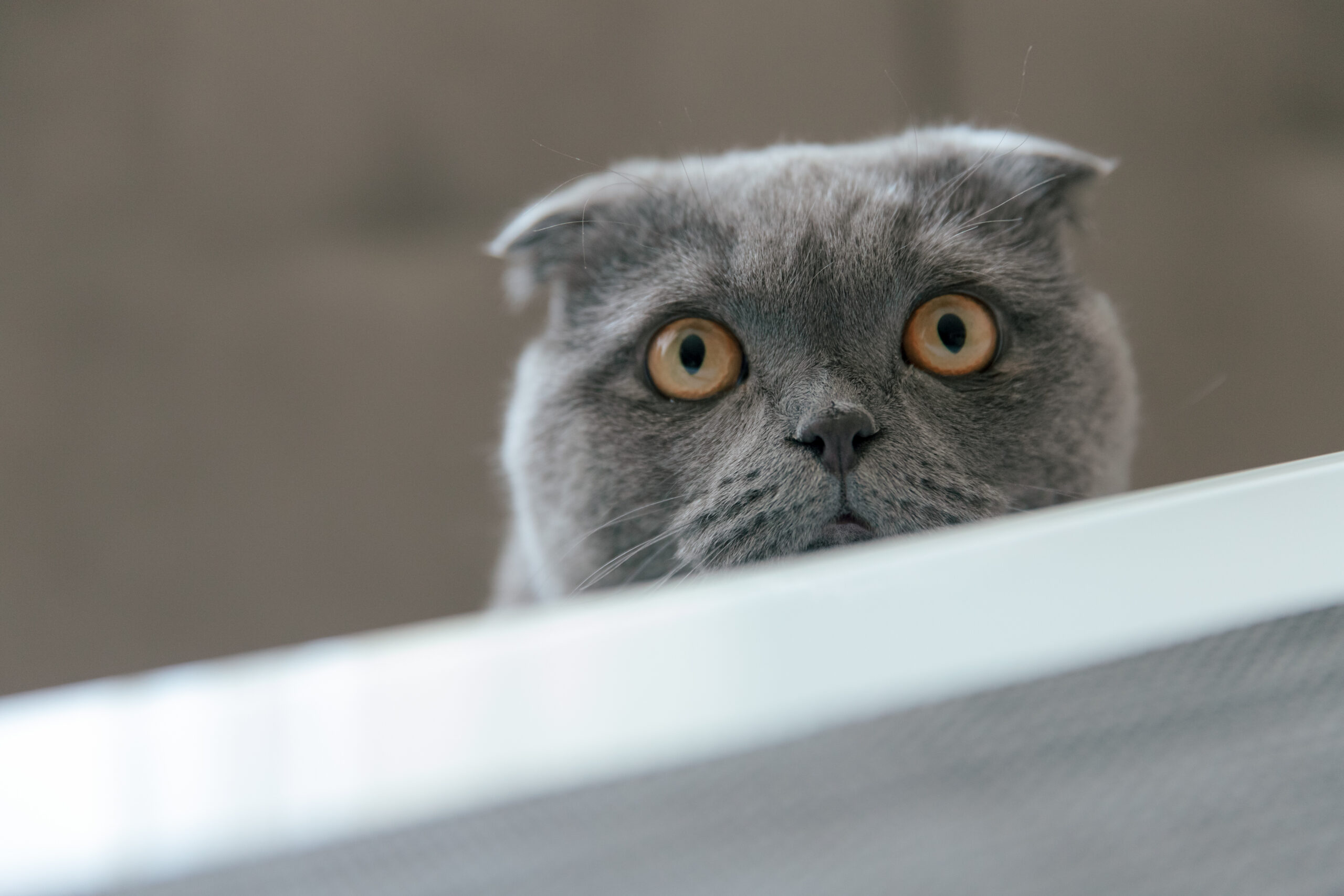Eine Katze schaut von außen durch eine Fensterscheibe.