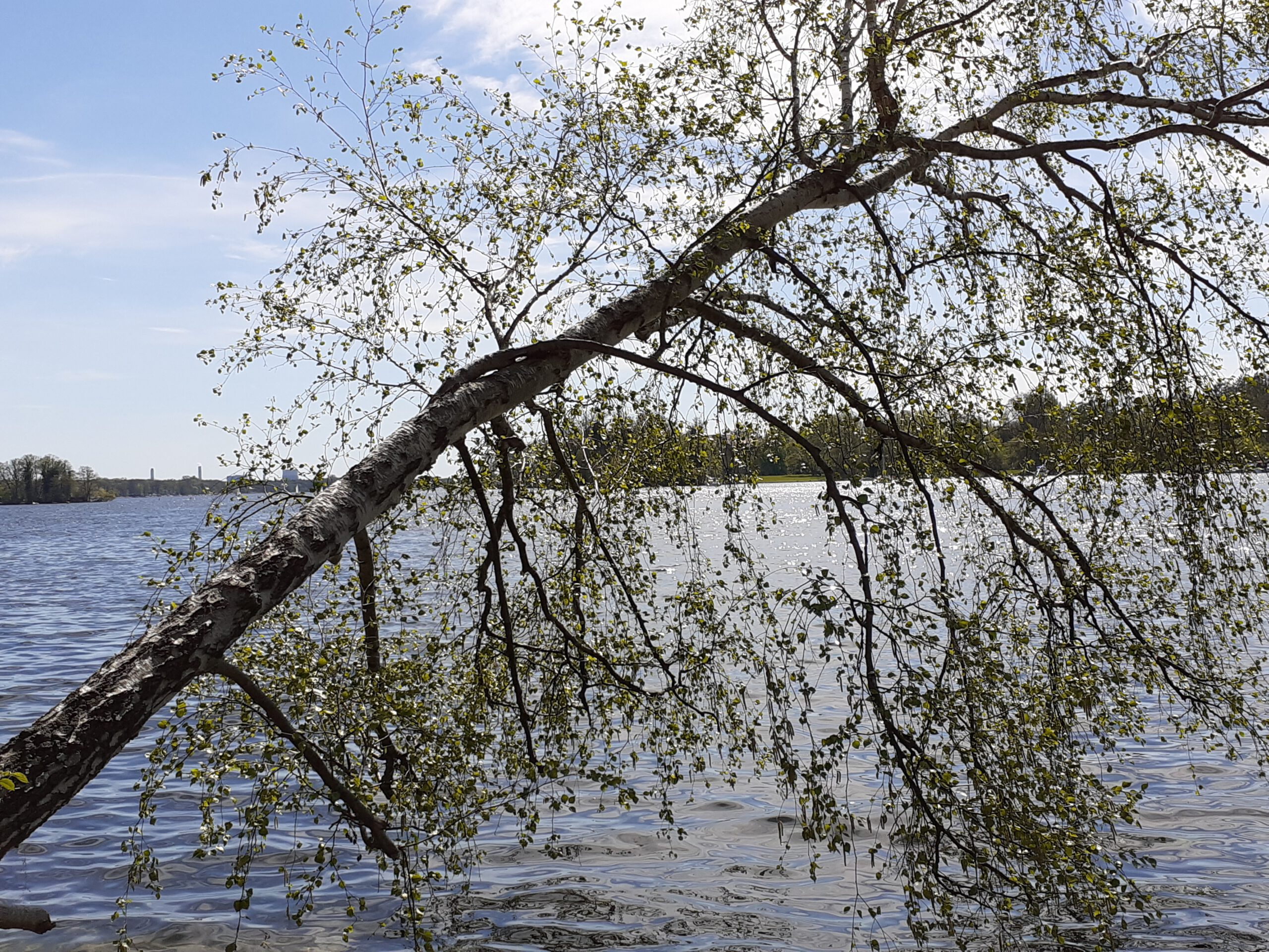 Ein Baum ragt über eine Seeoberfläche