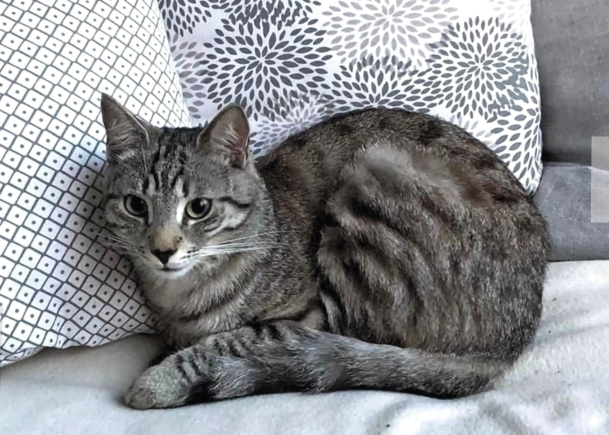 Eine Katze sitzt auf einem Sofa, schwarz-weiß-Aufnahme.