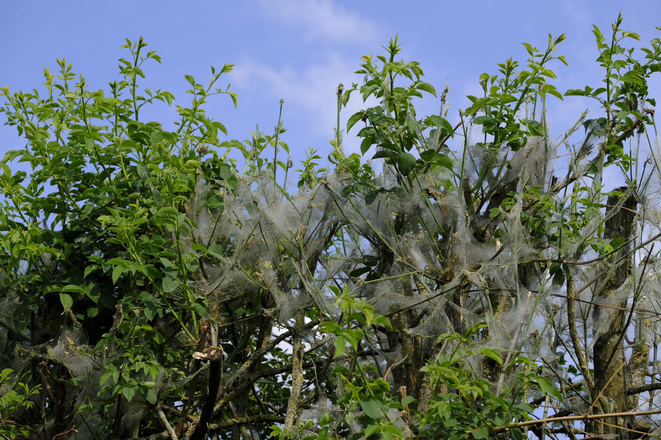 Gespinste in den Zweigen eines Buschs, ähnlich Spinnweben-Haufen.