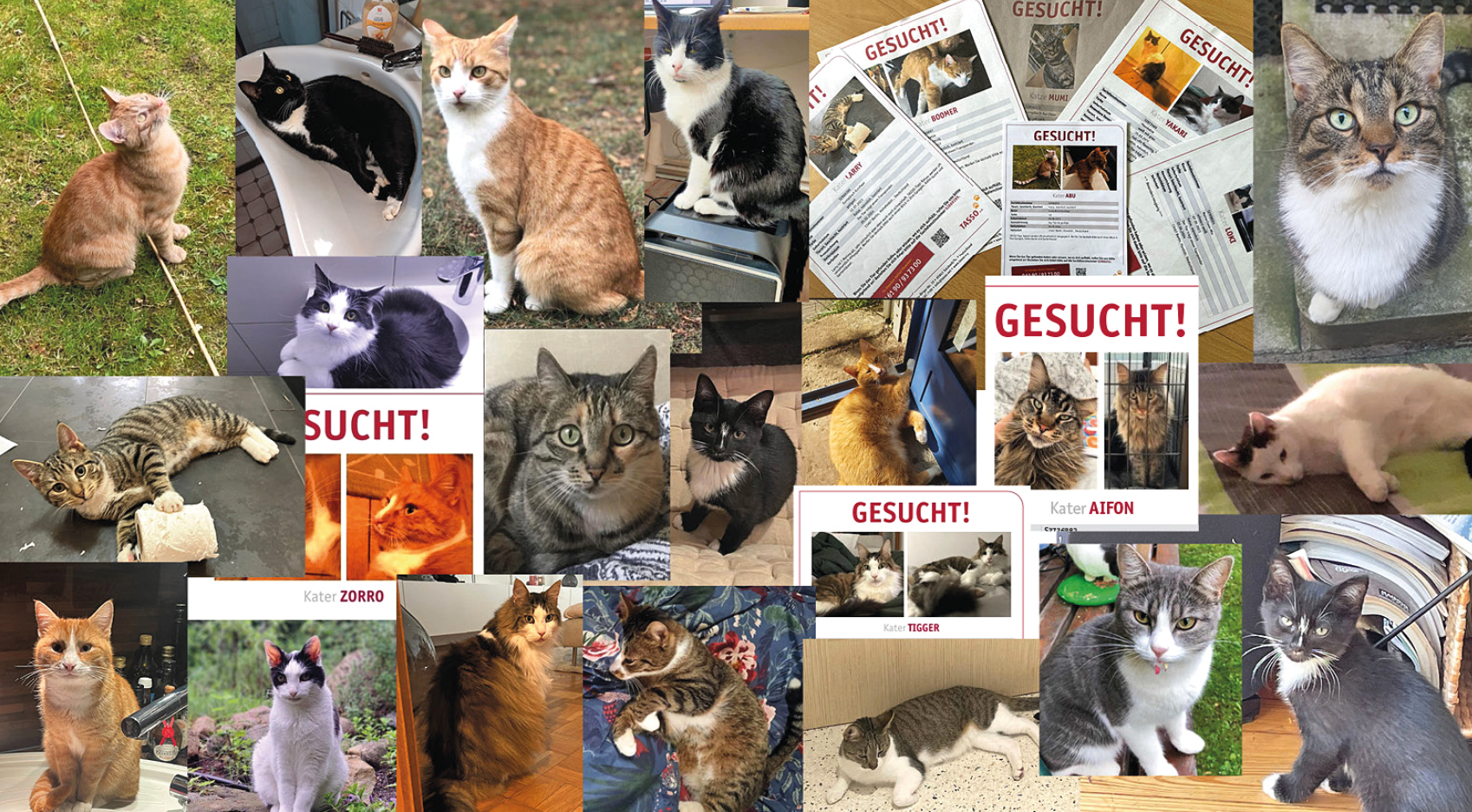 Eine Collage aus vielen Katzen-Fotos und Vermisst-Anzeigen.