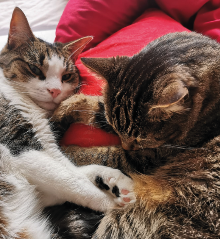 Zwei Katzen liegen auf einer Decke