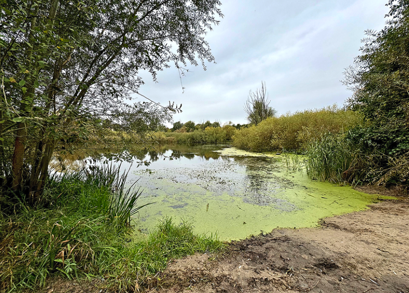 Ufer-Blick auf einen kleinen See mit viel Grün drum herum