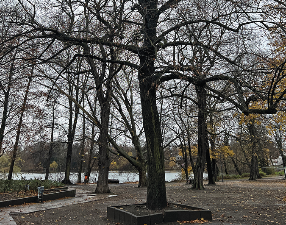 Bäume in einem Park. Die Zweige sind saisonbedingt kahl.