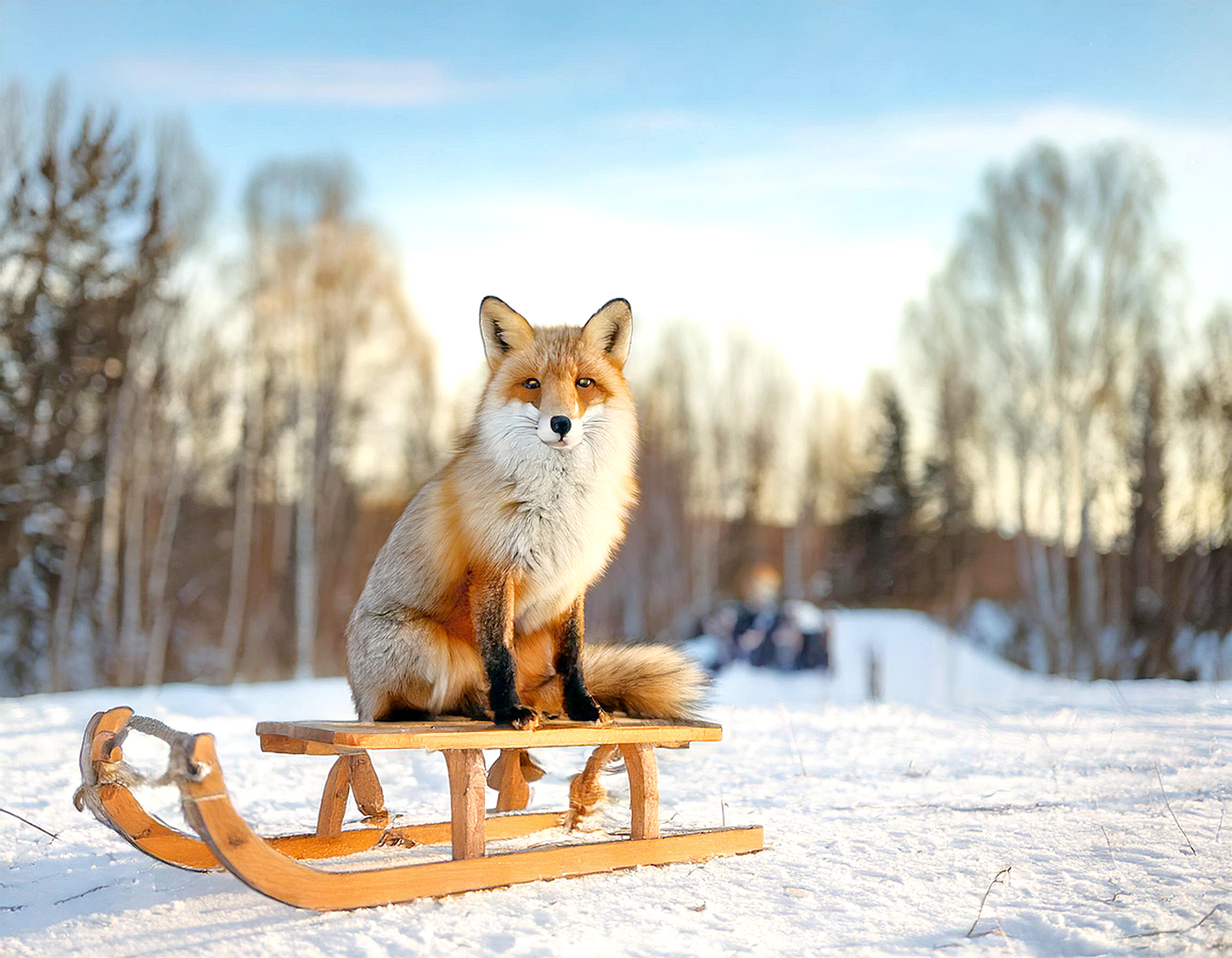 Ein Fuchs mit Mütze auf einem Schlitten, im Hintergrund eine Schneelandschaft mit ein paar Menschen, die Schlitten ziehen.