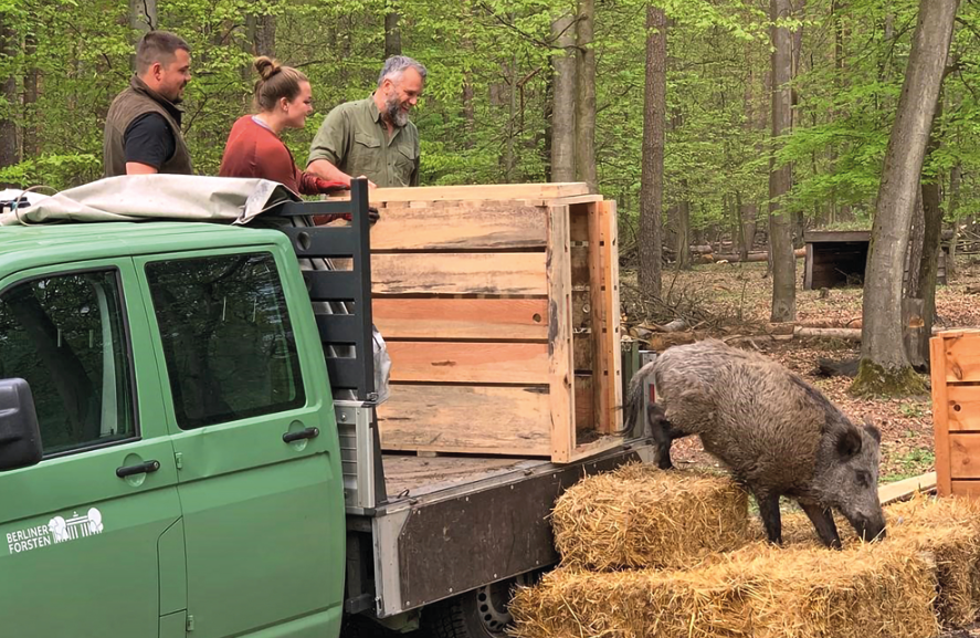 Ein Wildschwein wird aus einem Anhänger in das Gehege entlassen