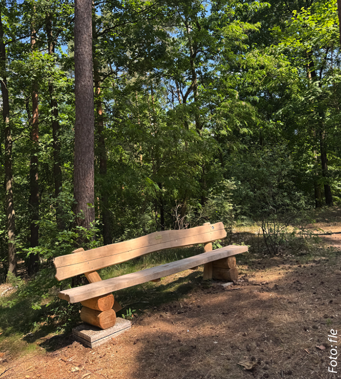 eine Holzbank im Wald