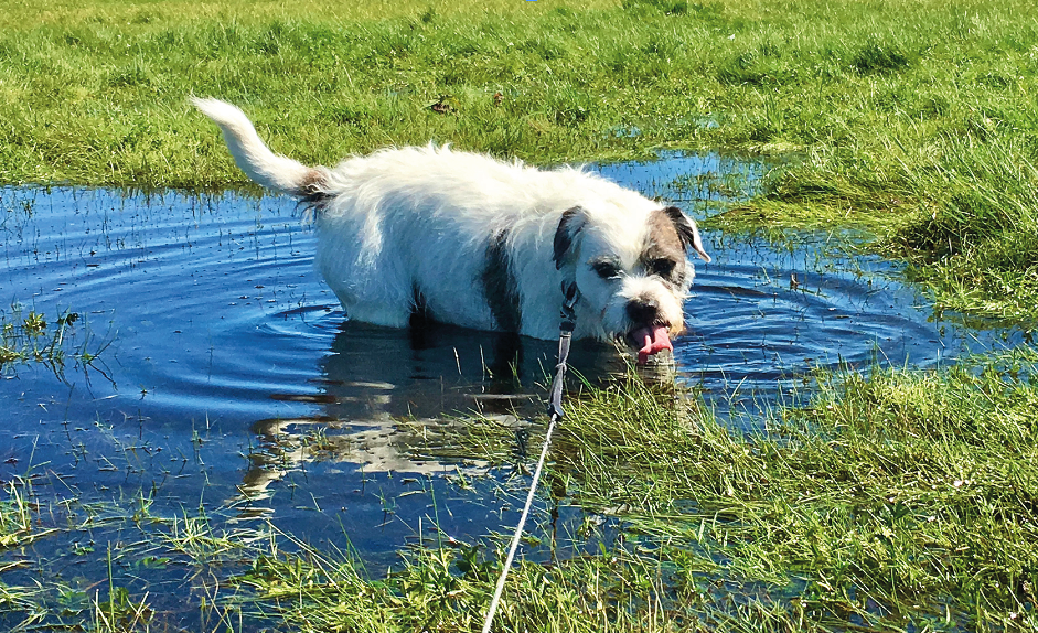 ein hund in einer pfütze