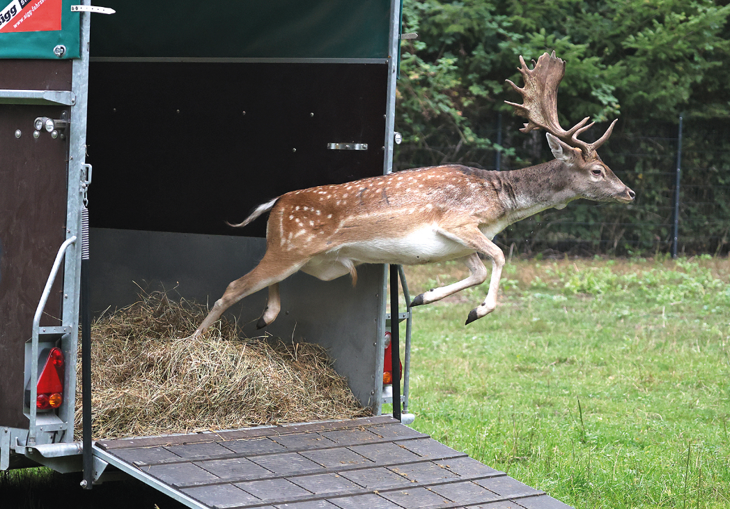 ein Hirsch springt aus einem Anhänger