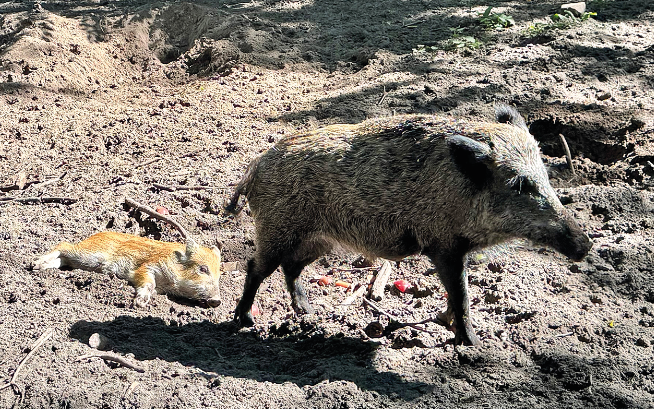 Ein Wildschwein mit Nachwuchs