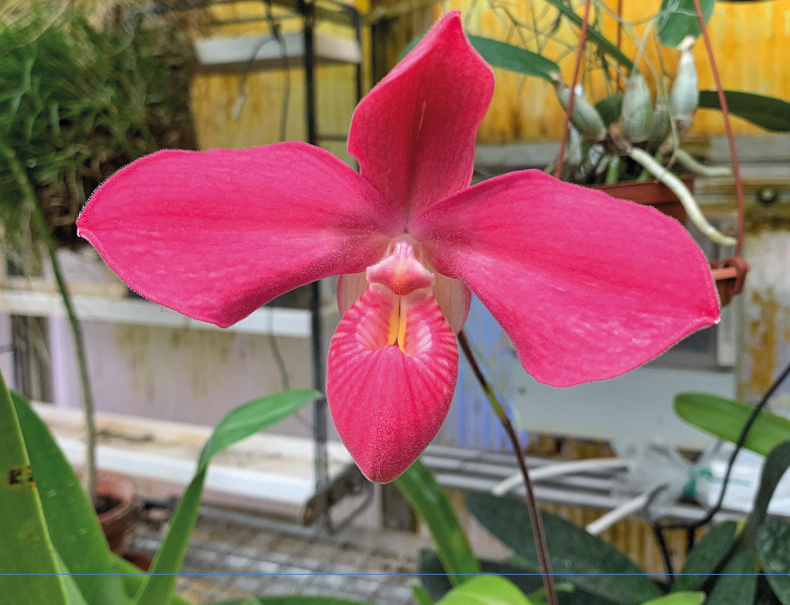 Die Blüte einer Orchidee