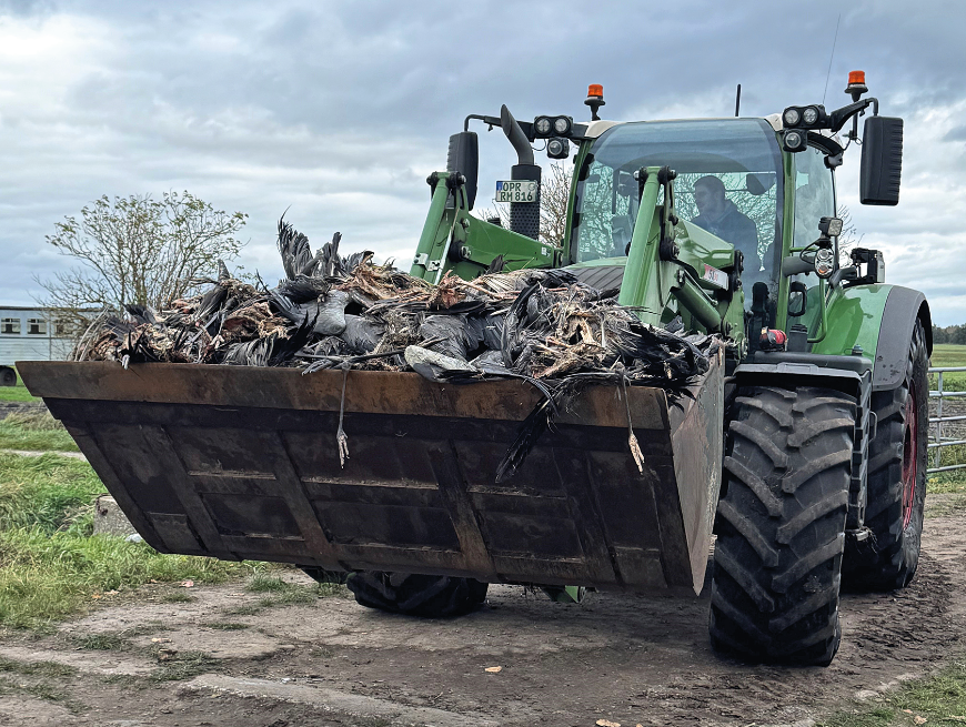 Ein Bagger mit verendeten Vögeln in der Schaufel