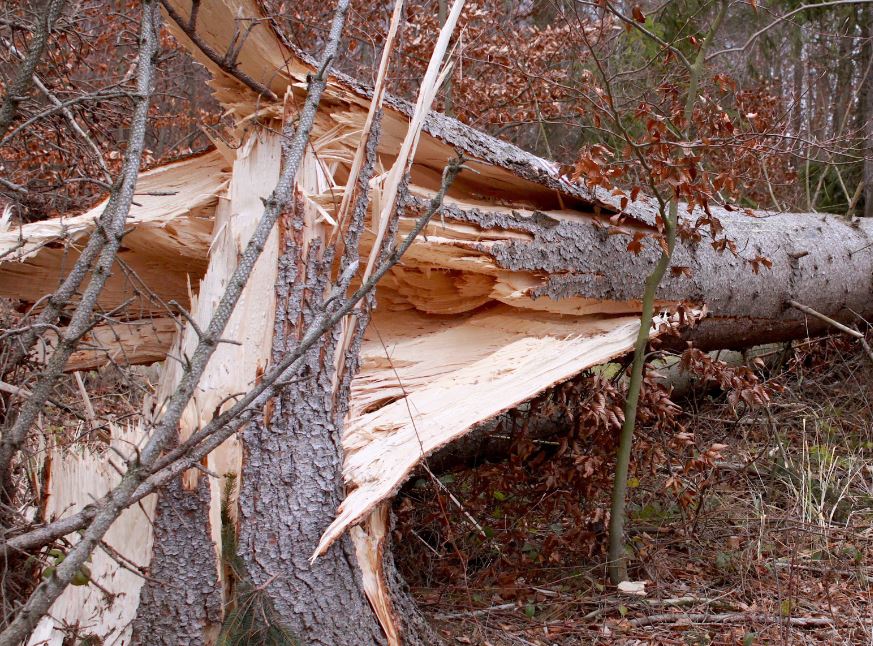 Bruchstelle im Stamm eines zu Boden gestürzten Baums