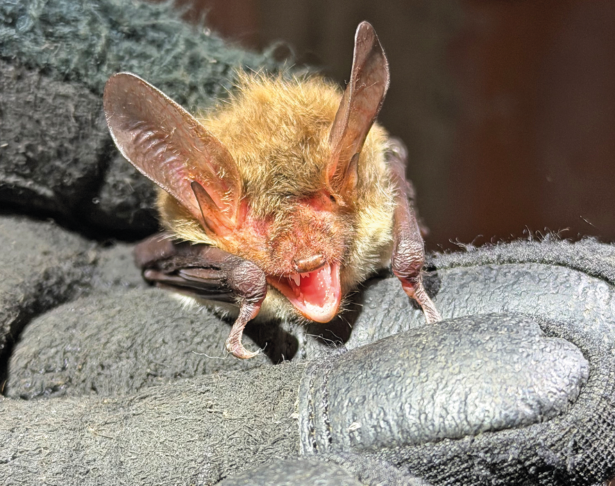eine Fledermaus auf der Hand
