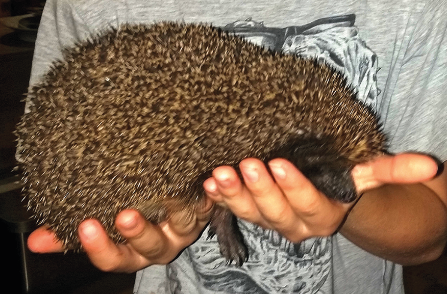 Ein Igel auf Händen getragen